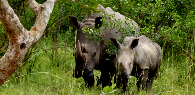 8 Top Endangered Animals in Uganda