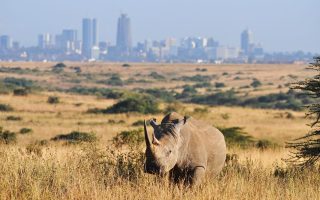 Top 5 Safari Destinations in Kenya