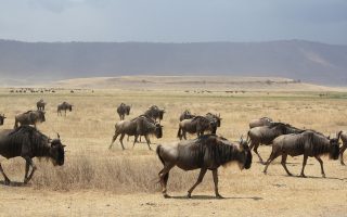 8 Days Best of Tanzania Safari