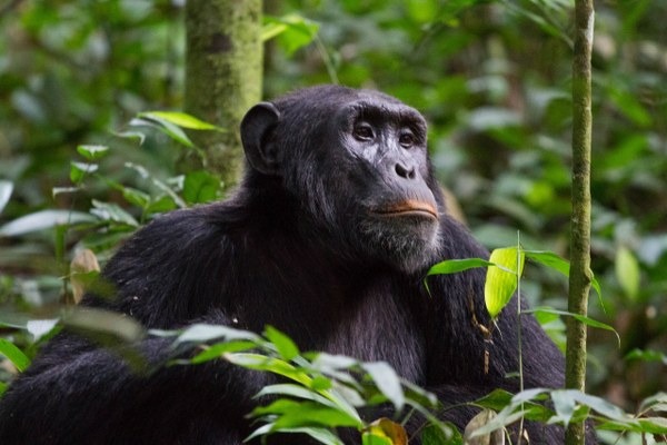 10 Days Gorillas, chimpanzees and Wildlife Safari