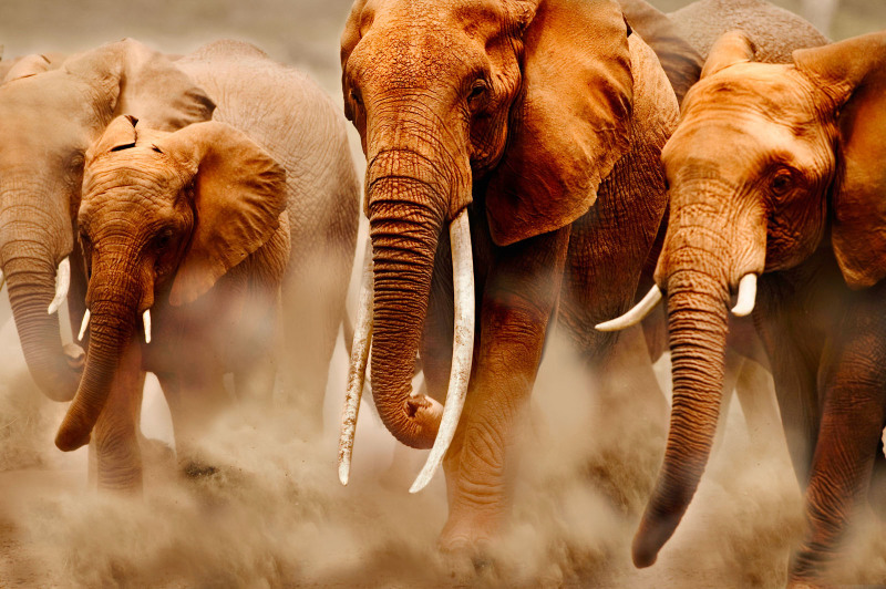 African Elephants