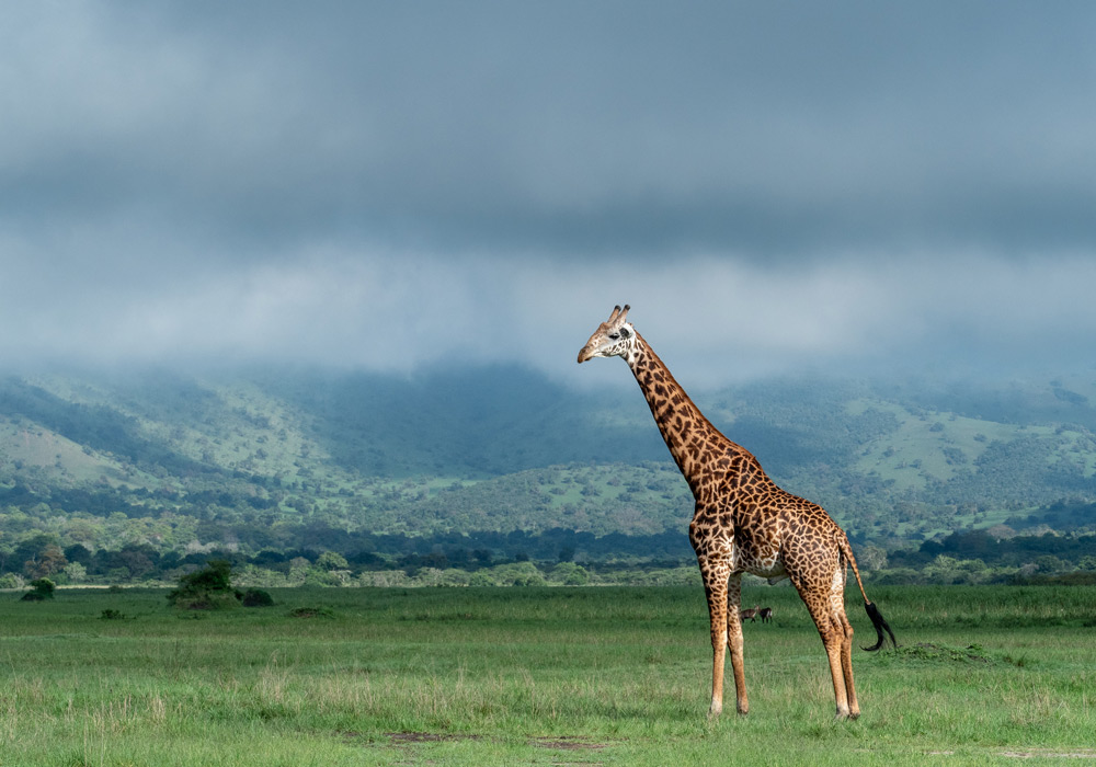 Akagera National Park Rwanda