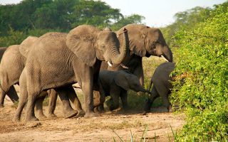 10 day Uganda Rwanda Safari