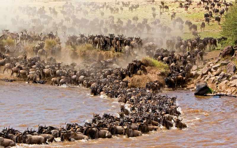 Amazing facts about the wildebeest migration