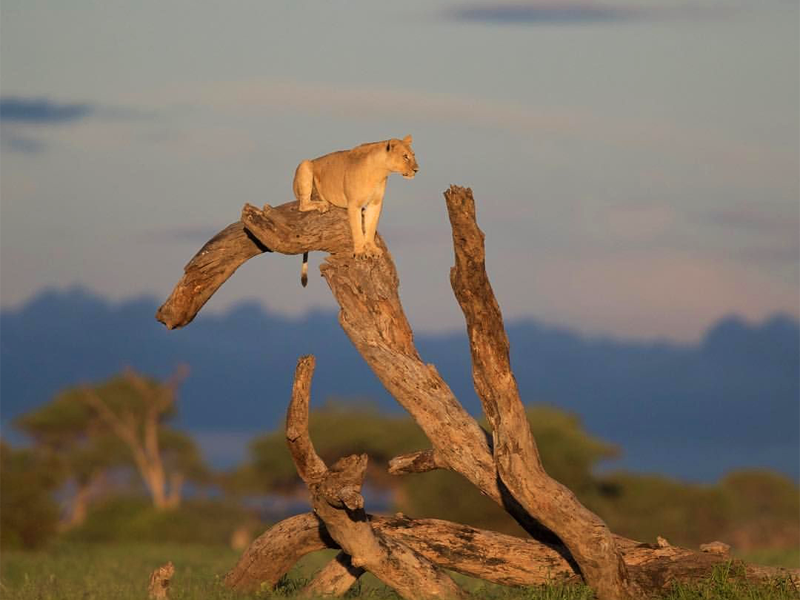 Reasons to visit Amboseli national park