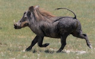 Wildlife in Arusha National Park