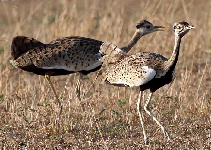 Bwindi National Park Bird Checklist