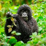 1 Day Uganda Gorilla Trekking Safari