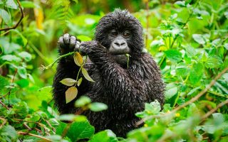 1 Day Uganda Gorilla Trekking Safari