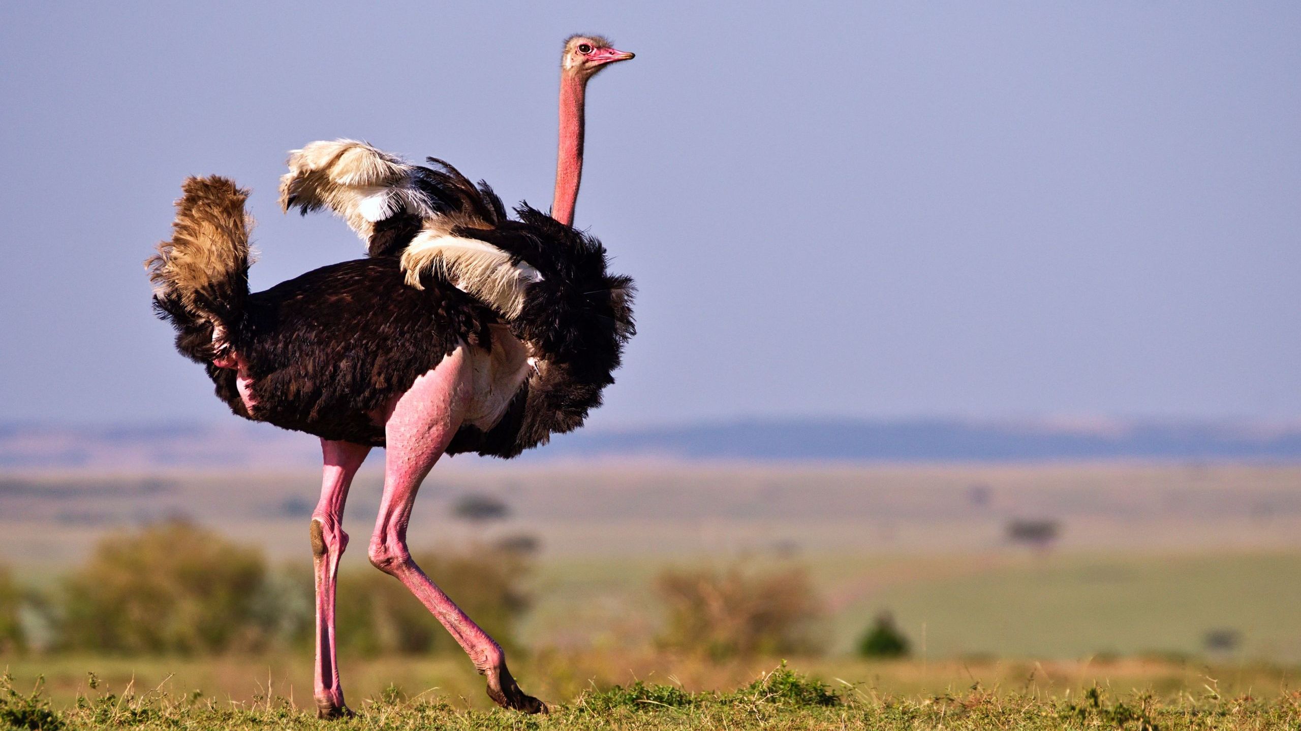 10 Birds to Spot on Birding Safari in East Africa