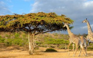 All to know about Nyerere National Park