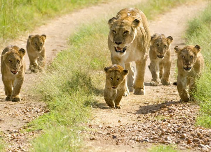 Things to see in Mikumi national park