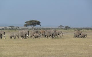 19 Days Prime East Africa Safari