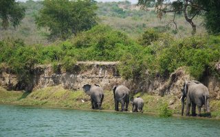 11 Days Best of Uganda & Tanzania Safari