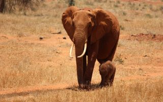 3 Days Amboseli & Tsavo Tour