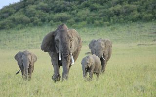 13 Days Kenya Tanzania Safari