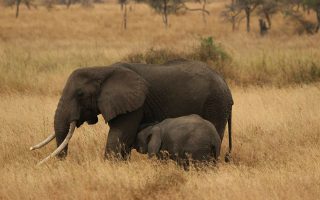 9 Days Tanzania and Kenya Wildlife Safari