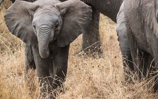 3 Days Akagera Wildlife Safari