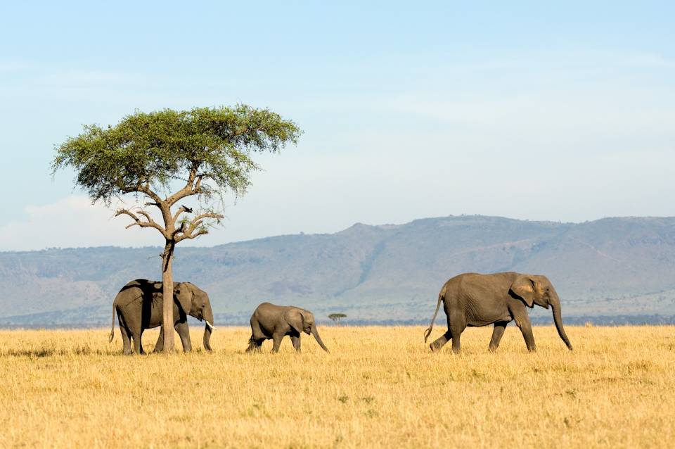 History of Serengeti National Park 