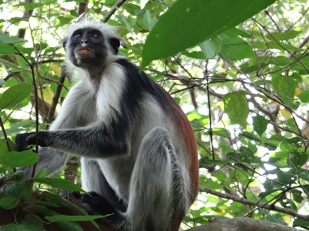 Jozani Chwaka bay national park