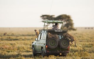 Best time to visit Serengeti national park