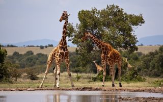 3 Days Samburu Wildlife Safari