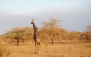 3 Days Tsavo East & West