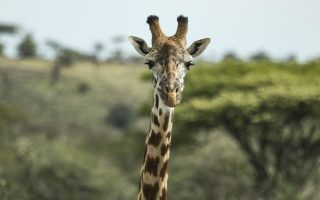 Top Things to do in Kenya