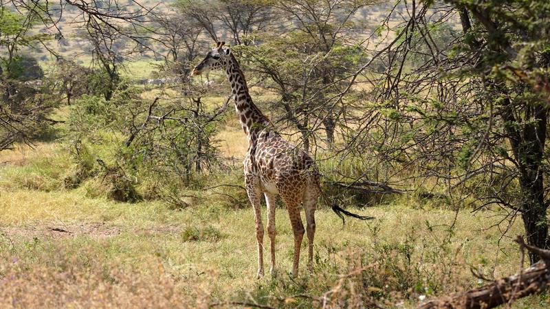 Tanzania Safari Facts