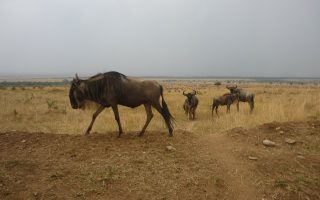 7 Days Best of Kenya & Tanzania