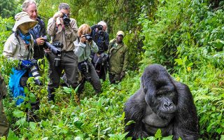 Understanding the cost of gorilla trekking