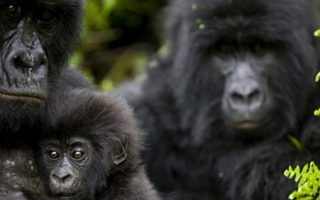 Tailor Made Trips to Congo