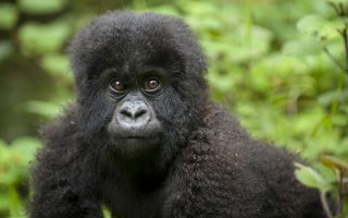 3 Days Uganda Gorilla and Wildlife Safari
