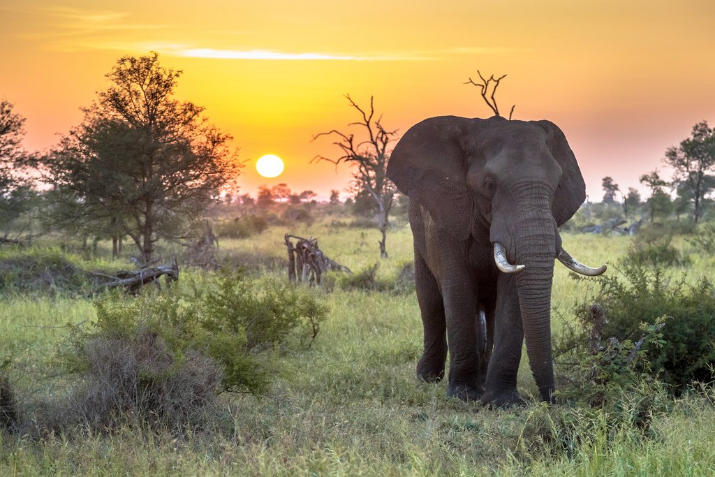 Kenya Vs. South Africa:  Which One Is the Best for A Safari Tour In 2023?