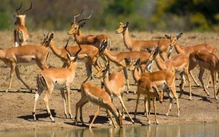 The best time to visit Ugalla River National Park