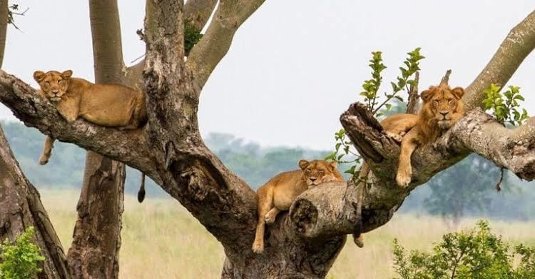Tree Climbing Lions in Uganda