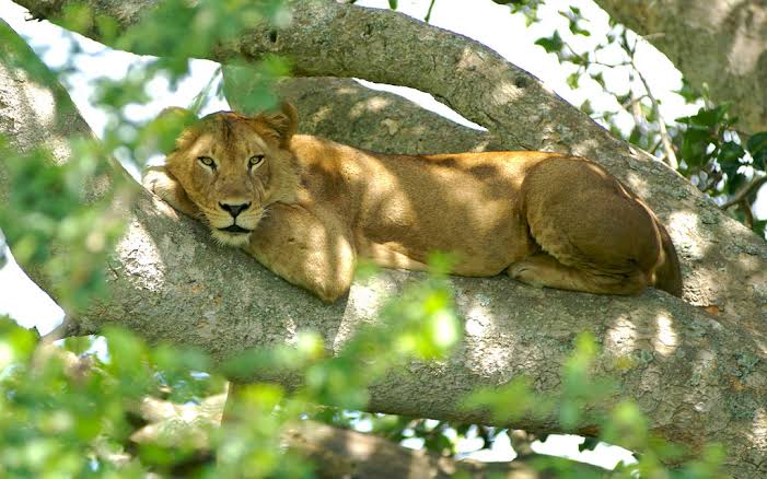 The Best Places to see Lions in Uganda
