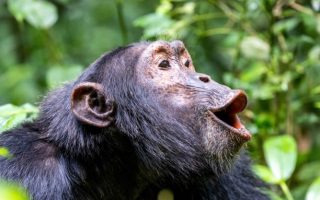 Chimpanzee tracking in Uganda