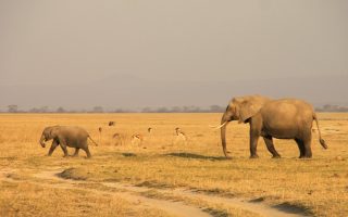 20 Days Best of East Africa Safari
