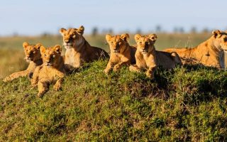 Best destinations to see lions in East Africa