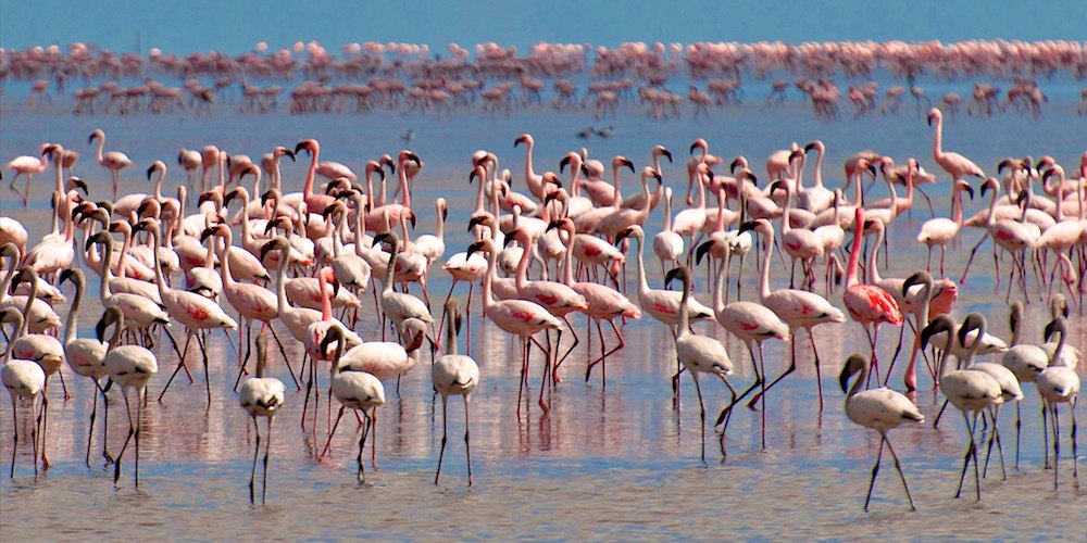 Why Visit Lake Manyara?