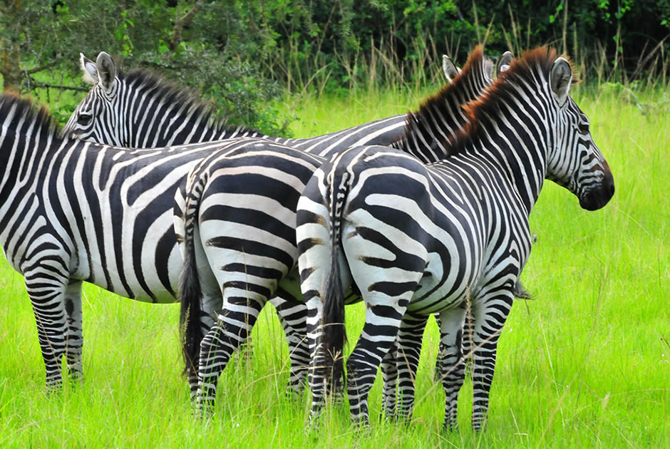 Tips for Wildlife Viewing in Uganda