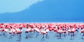 14 days Kenya safari 