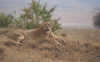 4 Days Ngorongoro Crater Safari