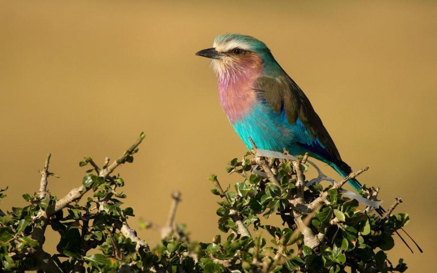 Serengeti National Park Birding