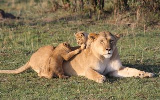 3 Days Masai Mara Flying Safari