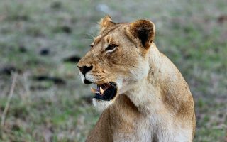 6 Days Masai Mara & Serengeti