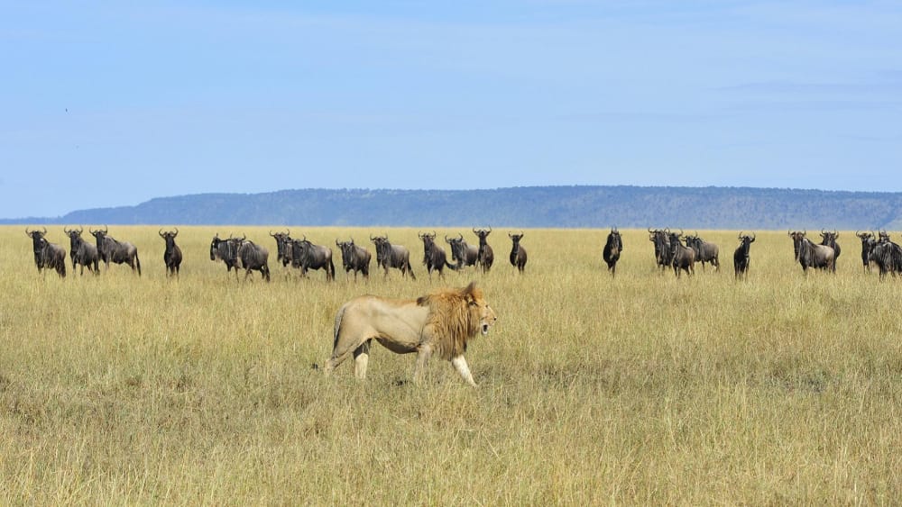 Luxury and yet Affordable Prices To Tanzania National Parks