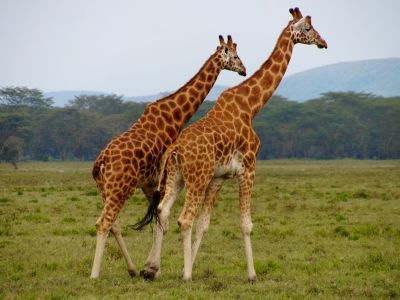 Africa's 5 Most Endangered Animals