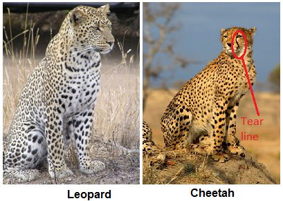 Differences Between Cheetah Vs Leopards